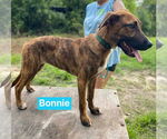 Small #7 Black Mouth Cur Mix