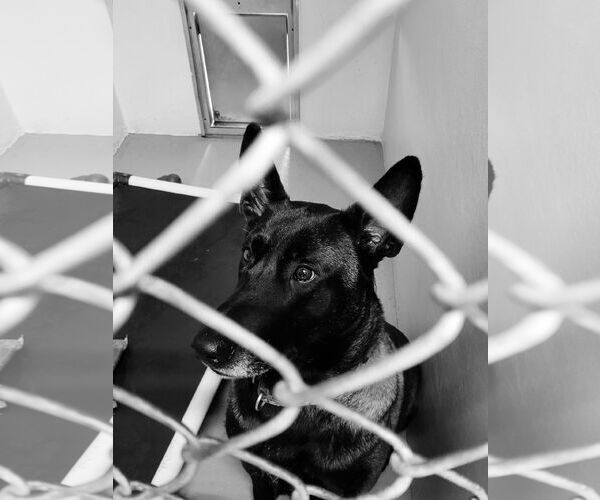 Medium Photo #6 Mutt Puppy For Sale in Stevens Point, WI, USA