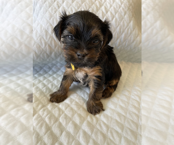 Full screen Photo #1 Yorkshire Terrier Puppy For Sale in ORLANDO, FL, USA