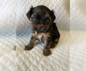 Yorkshire Terrier Puppy for Sale in ORLANDO, Florida USA