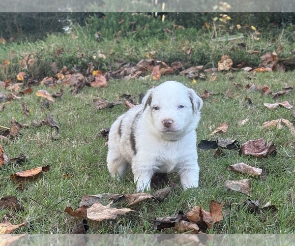 Medium Photo #7 Miniature Australian Shepherd Puppy For Sale in CUMMING, GA, USA