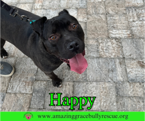 Happy - Female American Pit Bull Terrier-Unknown Mix Dog for Adoption - Photo #2