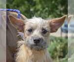 Small Dachshund Mix