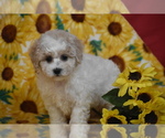 Patches - Female Bichpoo Puppy for Sale - Photo #3