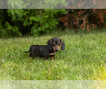 Small #1 Dachshund