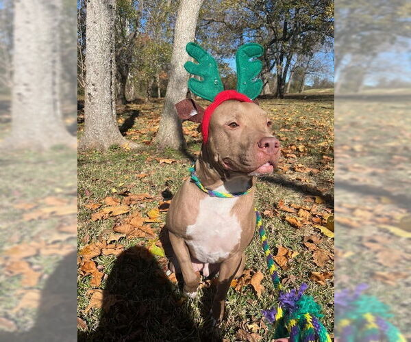 Medium Photo #8 American Staffordshire Terrier Puppy For Sale in Rosenberg, TX, USA