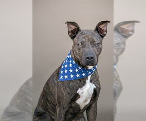 Mutt Dogs for adoption in Belleville, IL, USA