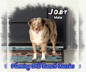 Miniature Australian Shepherd Puppy for sale in FORESTBURG, TX, USA