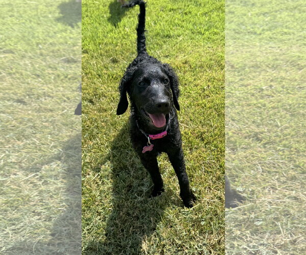 Medium Photo #6 Goldendoodle Puppy For Sale in Fort Worth, TX, USA