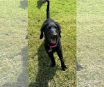 Small #5 Goldendoodle