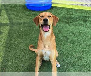 Labrador Retriever-Unknown Mix Dogs for adoption in Orange, CA, USA