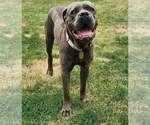 Small #1 Mutt