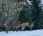 Small Photo #3 German Shorthaired Pointer Puppy For Sale in DALLAS, OR, USA