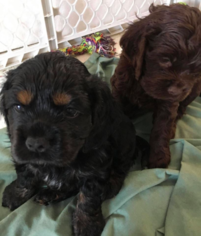 Cocker Spaniel Puppy for sale in HOBART, IN, USA