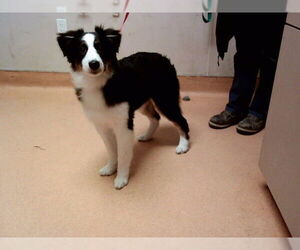 Australian Shepherd Dogs for adoption in Martinez, CA, USA