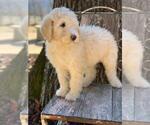 Small Photo #6 Poodle (Standard) Puppy For Sale in MOUNTAIN VIEW, AR, USA