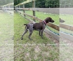 Small Photo #6 German Shorthaired Pointer Puppy For Sale in AIKEN, SC, USA
