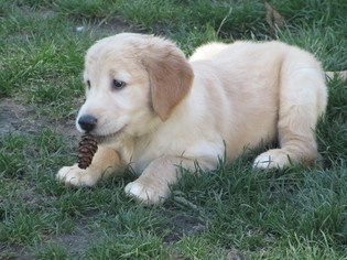 Golden Retriever Puppy for sale in BREMERTON, WA, USA