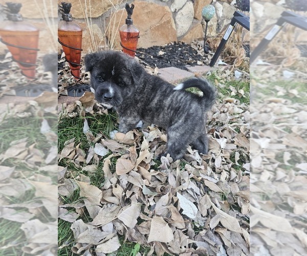 Medium Photo #3 Akita Puppy For Sale in DAYTON, WY, USA