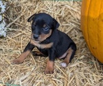 Puppy Piper Miniature Pinscher