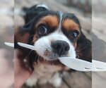 Small #3 Cavalier King Charles Spaniel