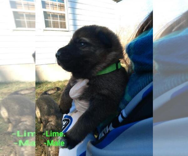 Medium Photo #14 German Shepherd Dog Puppy For Sale in BEAVER FALLS, PA, USA