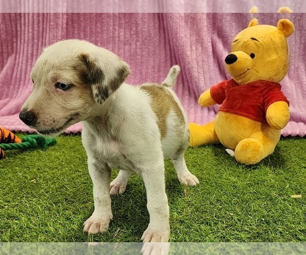 Medium Photo #3 Catahoula Leopard Dog Puppy For Sale in CUMBY, TX, USA