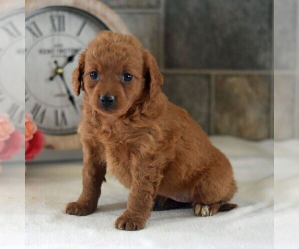 Medium Photo #2 Goldendoodle (Miniature) Puppy For Sale in HOWARD, PA, USA