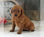 Small Photo #2 Goldendoodle (Miniature) Puppy For Sale in HOWARD, PA, USA