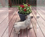 Small Photo #8 French Bulldog Puppy For Sale in KANSAS CITY, MO, USA
