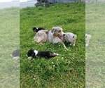 Small Photo #1 Australian Shepherd Puppy For Sale in MONONA, IA, USA