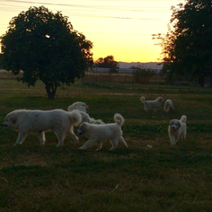 Great Pyrenees Puppy for sale in WINTERS, CA, USA