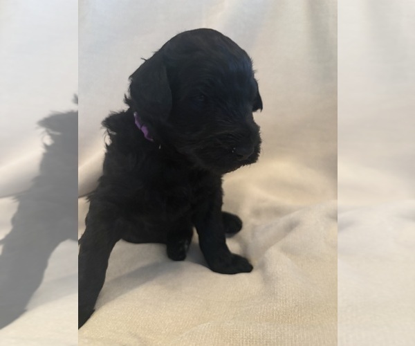 Medium Photo #3 Schnoodle (Giant) Puppy For Sale in MINNEAPOLIS, MN, USA