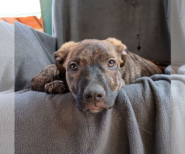 Medium Photo #8 Mutt Puppy For Sale in Apple Valley, CA, USA