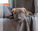 Small #7 Mutt