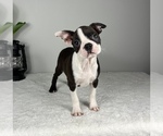 Small #6 Boston Terrier