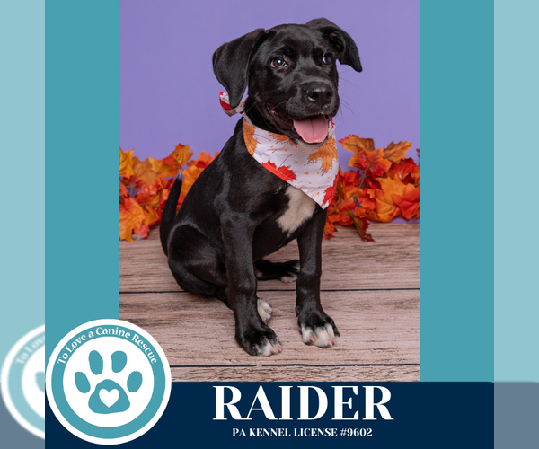 Medium Photo #1 Labrador Retriever-Unknown Mix Puppy For Sale in Kimberton, PA, USA