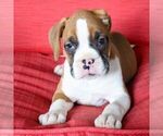 Small Photo #3 Boxer Puppy For Sale in BIRD IN HAND, PA, USA