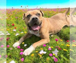 American Pit Bull Terrier Dogs for adoption in Glen Allen, VA, USA