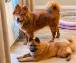 Small #2 Chow Chow