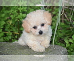 Small #1 Bichpoo