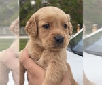 Small Photo #7 Golden Retriever Puppy For Sale in TAMPA, FL, USA