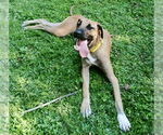 Small #1 Labrador Retriever Mix