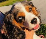 Small Photo #1 Cocker Spaniel Puppy For Sale in WEST PALM BEACH, FL, USA