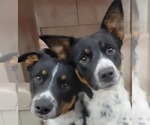 Small #12 Border Collie Mix