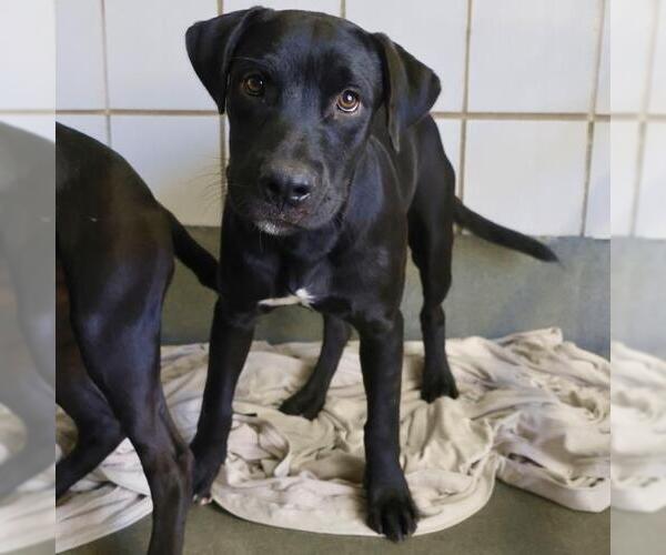 Medium Photo #1 Labrador Retriever-Unknown Mix Puppy For Sale in San Antonio, TX, USA