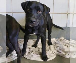 Labrador Retriever-Unknown Mix Dogs for adoption in San Antonio, TX, USA