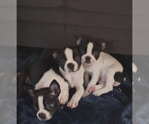 Boston Terrier Litter for sale in BAMBERG, SC, USA