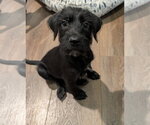 Small Labrador Retriever Mix