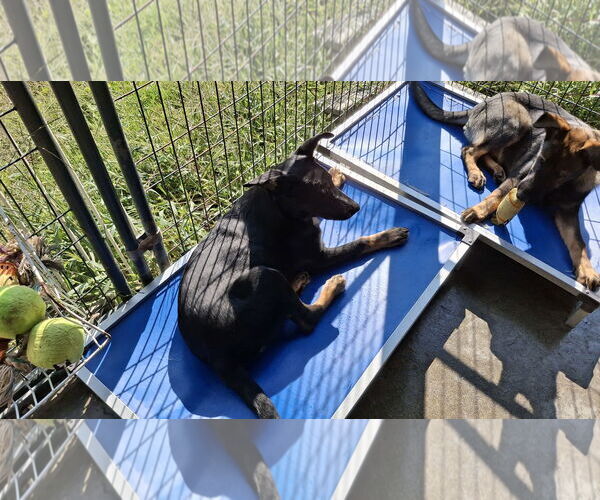 Medium Photo #8 German Shepherd Dog Puppy For Sale in Sebec, ME, USA